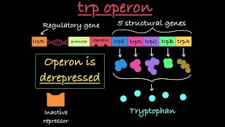 The trp Operon Explained [upl. by Aenal]