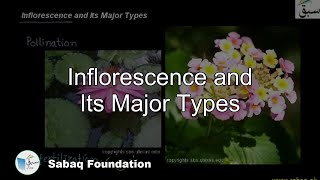 Inflorescence and its Major Types Biology Lecture  Sabaqpk [upl. by Suertemed]