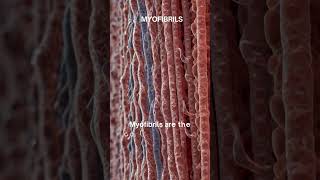 quotMyofibrils The Contractile Engines of Muscle Fibersquot [upl. by Elehcim285]