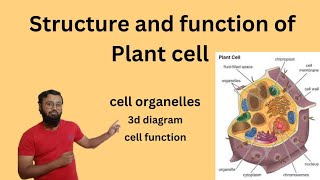 Structure and function of Plant cell cell structure organelles components [upl. by Eromle]