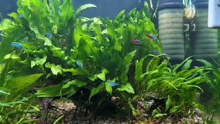 Cardinal Tetra and Hillstream Loaches [upl. by Learsiy]