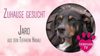 Tierheim Hanau Jaro sucht ein neues Zuhause  bei Dir [upl. by Curzon]