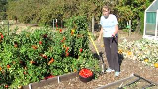 How to make green tomatoes ripen [upl. by Anirret]