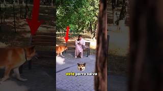 ¡Un perro héroe le salvó la vida a una mujer [upl. by Anahgem]