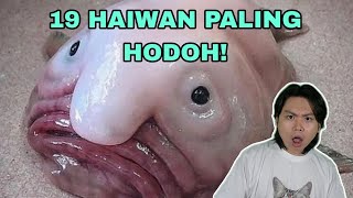 19 Haiwan Paling Hodoh Di Dunia [upl. by Ydollem]