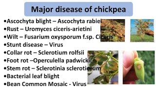 Major disease of chickpea SymptomsFavourable conditions and their managementचने की मुख्य रोग । [upl. by Yklam]