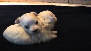 Cuccioli Cane Maltese 4 Settimane  Video Animali [upl. by Laikeze]