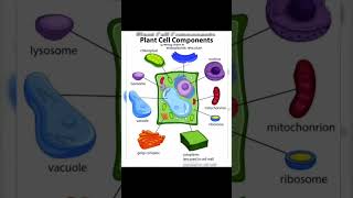 Plant cell knowlegeispower biologybook science neetbiology cellbiology shorts [upl. by Aneras]