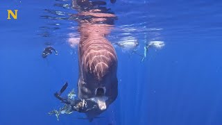 Une femme sauve une baleine géante [upl. by Terrill]