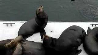 Sea lions barking [upl. by Vonni]