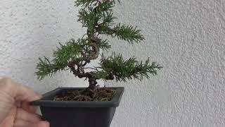 Bonsai juniperus [upl. by Harvie]