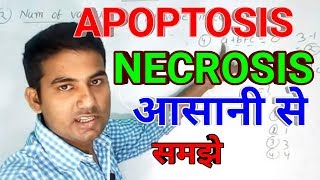 Apoptosis and necrosis in hindi  Apoptosis in hindi  necrosis in hindi what is apoptosis [upl. by Jorry]