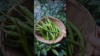 Collection of green chillies from village field shorts ytshorts farming [upl. by Nesilla]