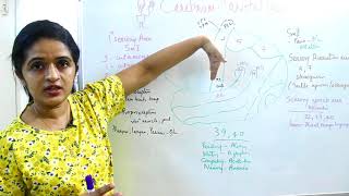 NEUROANATOMYCEREBRUMPART 6 FUNCTIONAL AREASPARIETAL LOBEDR ROSEJOSE MD DNB [upl. by Eem566]