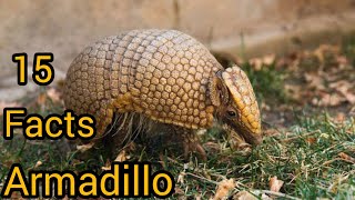 Armadillo Facts Interesting And Amazing Facts about ArmadillosBall Animal [upl. by Rusticus285]