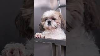 Shih tzu haircuts  How to make a round head [upl. by Leynwad]