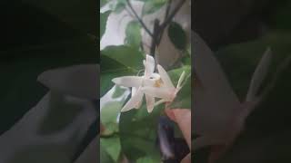 Pollination Lemon tree Oprašivanje limuna u kući [upl. by Janicki]