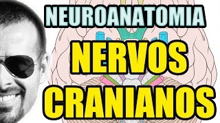 Nervos Cranianos  Sistema Nervoso Neuroanatomia  Anatomia Humana  Vídeo Aula 129 [upl. by Ycniuqal]