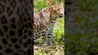 El Leopardo  Datos curiosos sobre este elegante felino short shorts shortvideo shortsvideo [upl. by Stacee]