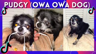 Pudgy owa owa dogFunniest TikToks compilation Part 1 [upl. by Llehcsreh189]