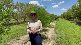 Growing Finger Limes in Homestead Florida 18 months after Planting [upl. by Ahseuqram]