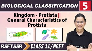 Biological Classification 05  Kingdom  Protista l Characteristics of Protista l Class 11NEET [upl. by Willms144]