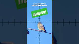 Unreal Accuracy  Headshot  FX DRS Classic  FX Airguns  Best PCP Airguns in the world [upl. by Linzer925]