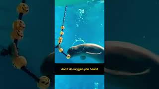 🐬 When a Dolphin Tries to Be the Coolest Man This Halloween 😂 shortvideo [upl. by Anivahs]