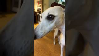 No whippets were harmed funny funnydoggos [upl. by Harihs]