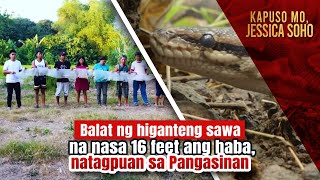 Balat ng higanteng sawa na nasa 16 feet ang haba natagpuan sa Pangasinan  Kapuso Mo Jessica Soho [upl. by Horwitz]