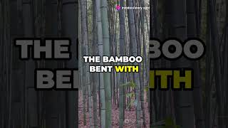 The Bamboo and the Oak Tree  Shorts Viral Trending FYP Explore Comedy ChallengeFun Life [upl. by Jocelyne]