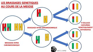 Méiose et brassages génétiques inter et intra chromosomiques crossing over [upl. by Angrist350]