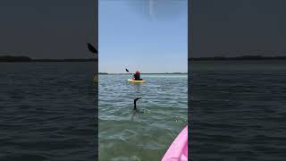 Doublecrested Cormorant very smart bird The fish gets scared by the kayak and jumps out [upl. by Yentnuoc844]