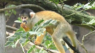 ボリビアリスザル Blackcapped squirrel monkey：台北市立動物園（Taipiei Zoo） [upl. by Hajin]