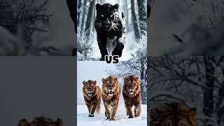 Black Panther Vs Giant Polar Bear vs Wolf Vs PitBull vs Lion [upl. by Rothstein]