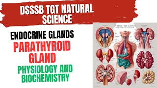 Parathyroid Gland Physiology and Biochemistry for DSSSB TGT NATURAL SCIENCE parathyroid [upl. by Agustin]