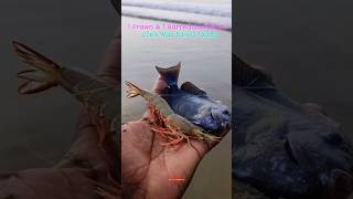 1 Prawn amp 1 Barred Surfperch Lifes Was Saved Today prawns prawn fish fishes viralshort trend [upl. by Noivax]