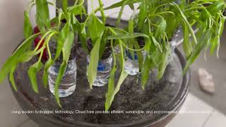 Cloud FarmHydroponic Vagetables Kelompok 2 [upl. by Fair]