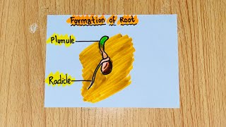 Formation of root  science journal diagram  biology  science project  easy drawing steps diy [upl. by Yleik]