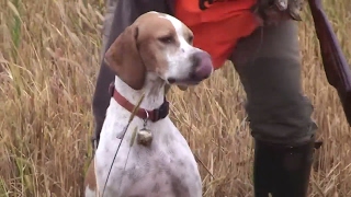 Quail hunting with pointing dogs  Ultimate Hunting [upl. by Pineda]