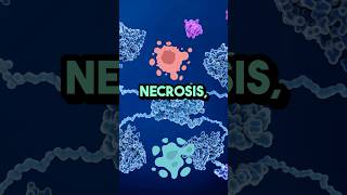 What is the difference between Apoptosis and necrosis 3danimation [upl. by Bara132]