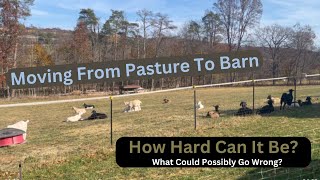 ONLY had a little TROUBLE getting the goats INTO barn for WINTER [upl. by Mccully]