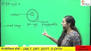 Entamoeba histolytica Morphology Life cycle in hindi PathogenicityLab diagnosis [upl. by Antoinette409]