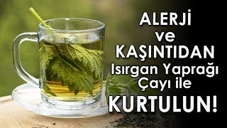 Alerji ve Kaşıntıdan Isırgan Yaprağı Çayı İle Kurtulun [upl. by Eiddam238]