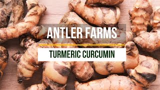 Antler Farms Turmeric Curcumin  Concentrated Curcumin with Enhanced Absorption [upl. by Atram]