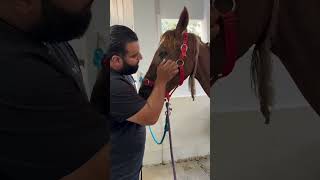 rescue the horse 🐎😧🤯 music artsynthwave love horsecamells horseenthusiast thehorseandhisboy [upl. by Azyl]