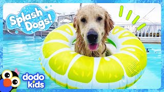 We Cant Keep This Splash Dog Out Of His Neighbors Pool  Dodo Kids  Splash Dogs [upl. by Matheson]