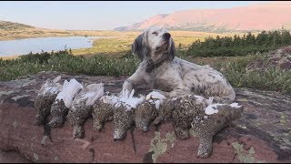 Hunting Ptarmigan in Utahs Uinta Mountains [upl. by Ah140]