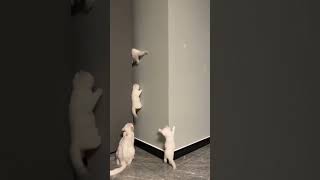 Lovely kittens climbing on the wallyoutubeshorts shortsvideo shorts viralshort viralvideo [upl. by Nosbig]