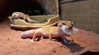 Mijn Luipaardgekko dame vervelt  Reptiles the Leopard Gecko 🦎 [upl. by Flavia]